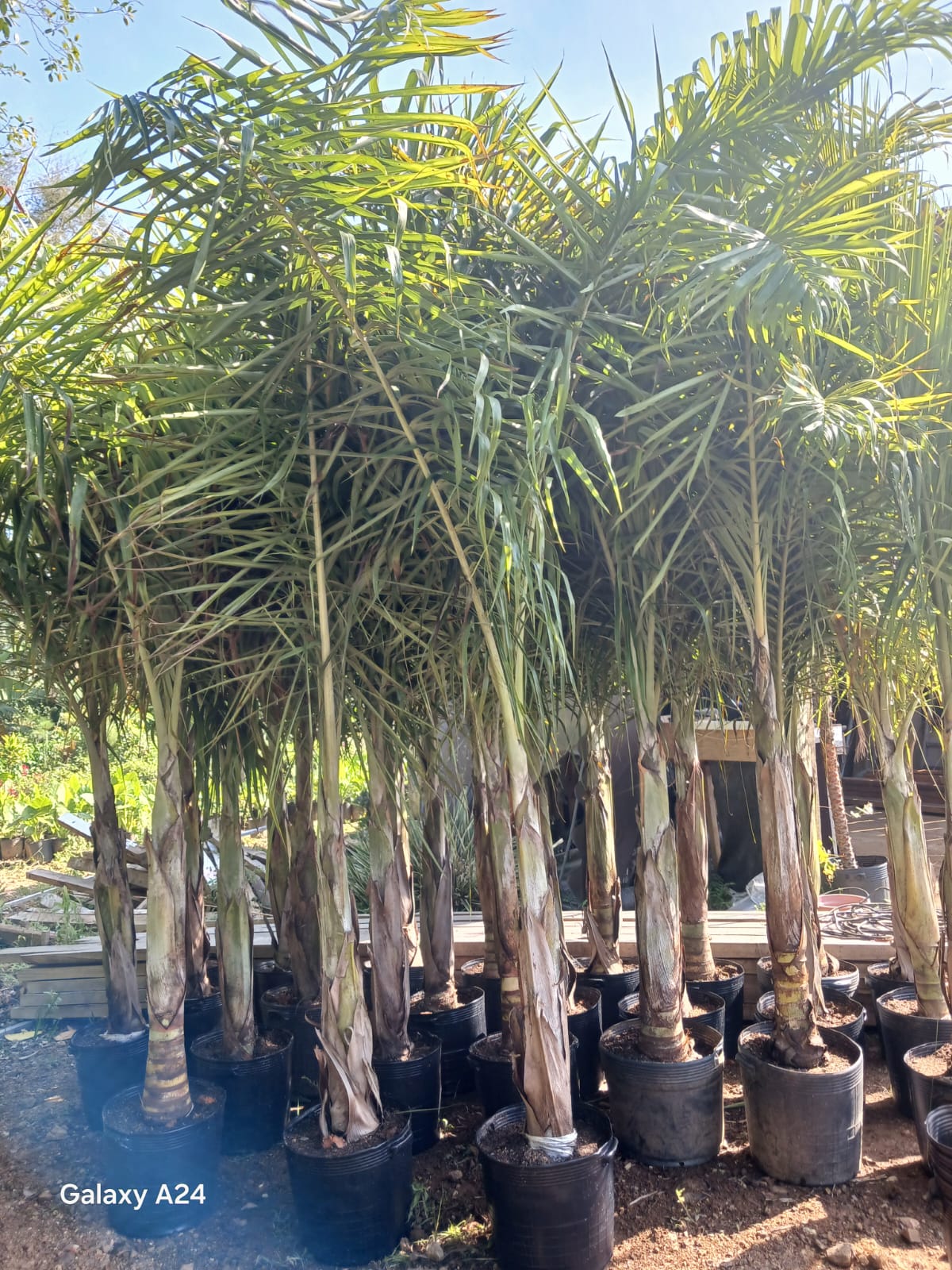Plantas FAMIGU